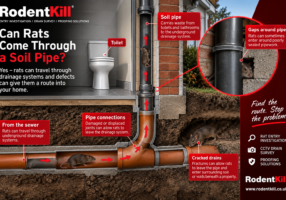 Rat travelling through a soil pipe and drainage system beneath a UK home