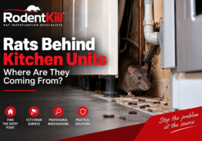Rats behind kitchen units in a UK home