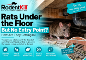 Rat under a suspended floor with no obvious entry point